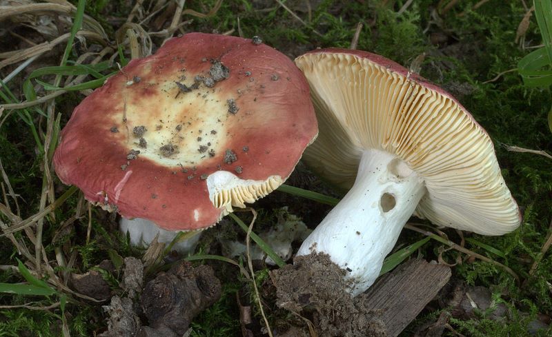 Russula rutila